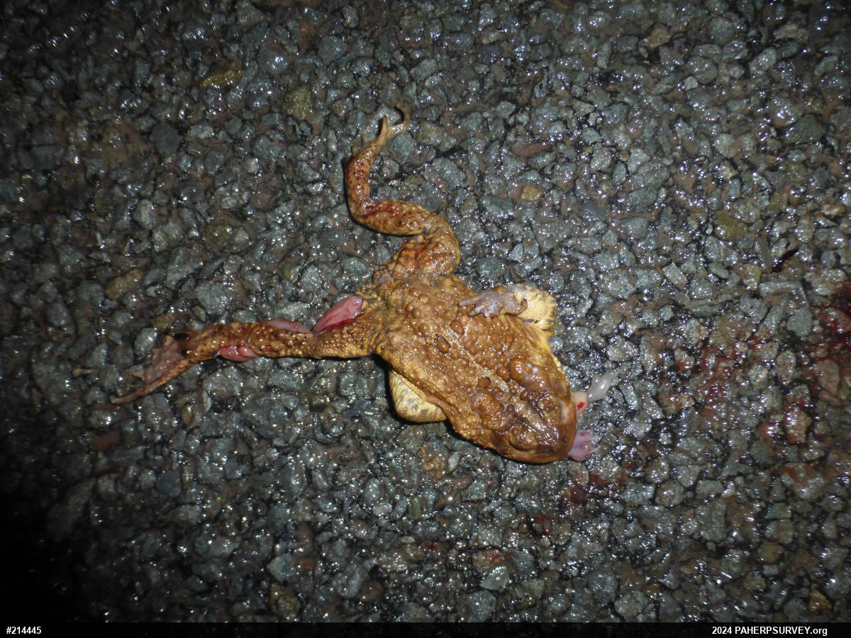 Eastern American Toad