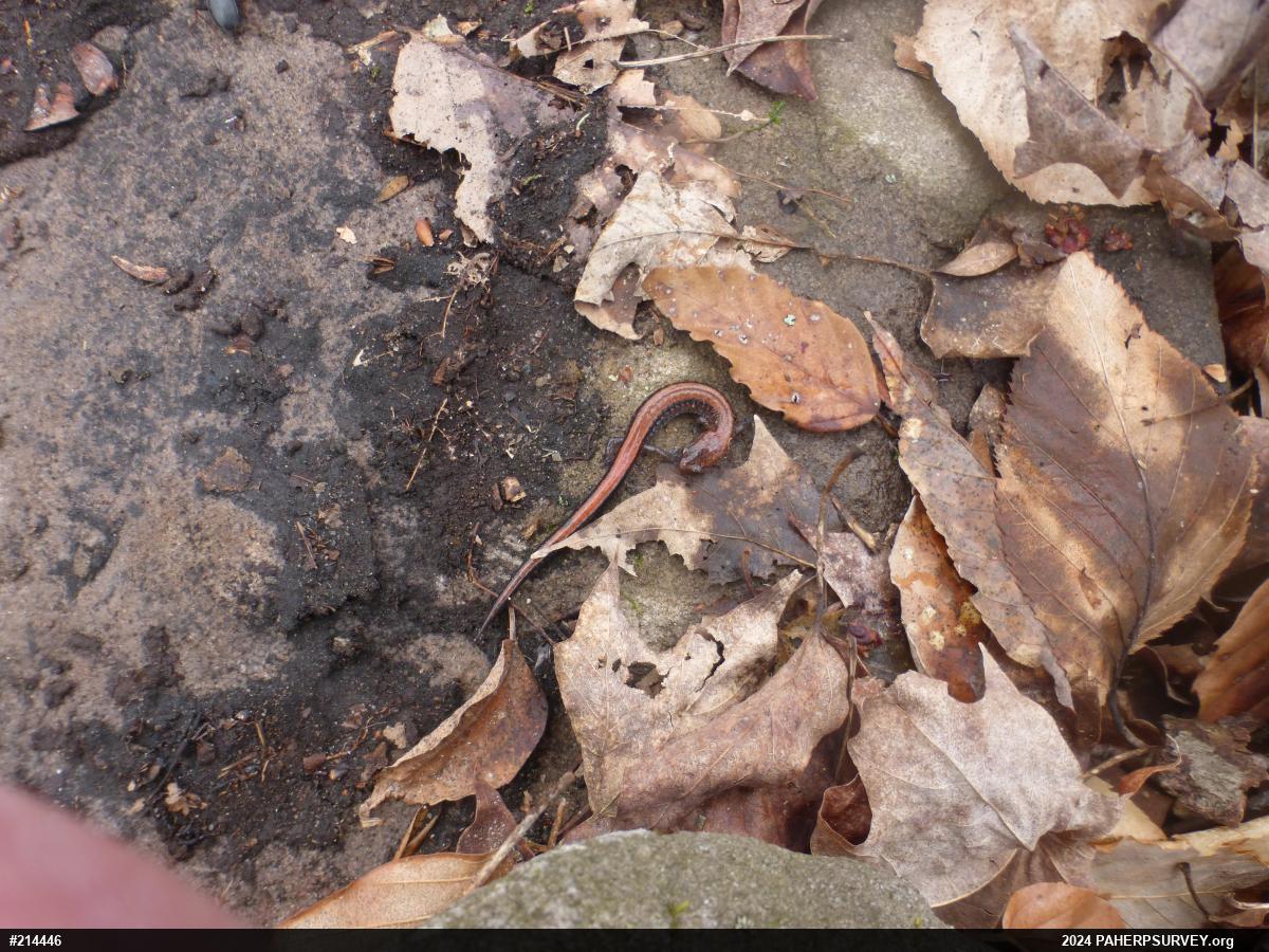 Eastern Red-backed  Salamander