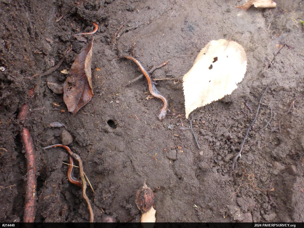 Eastern Red-backed  Salamander