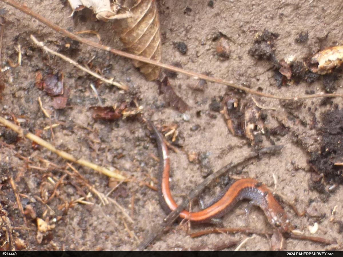 Eastern Red-backed  Salamander