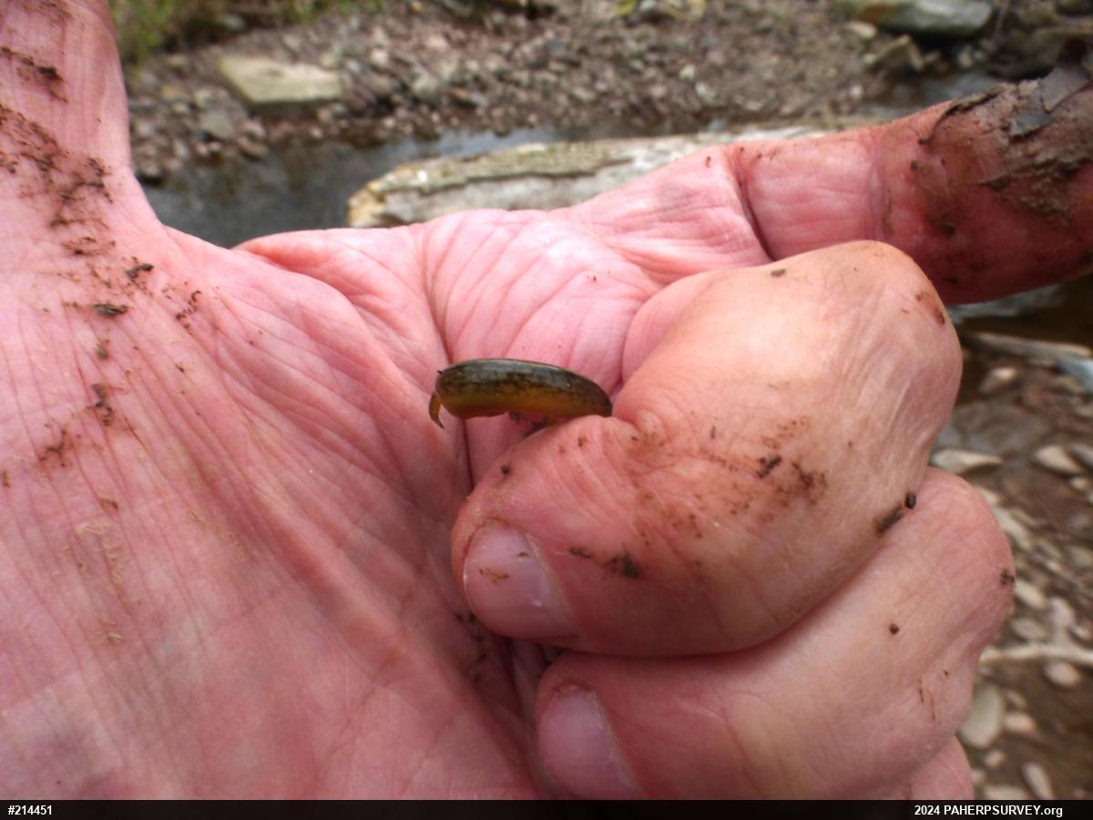 Northern Two-lined Salamander