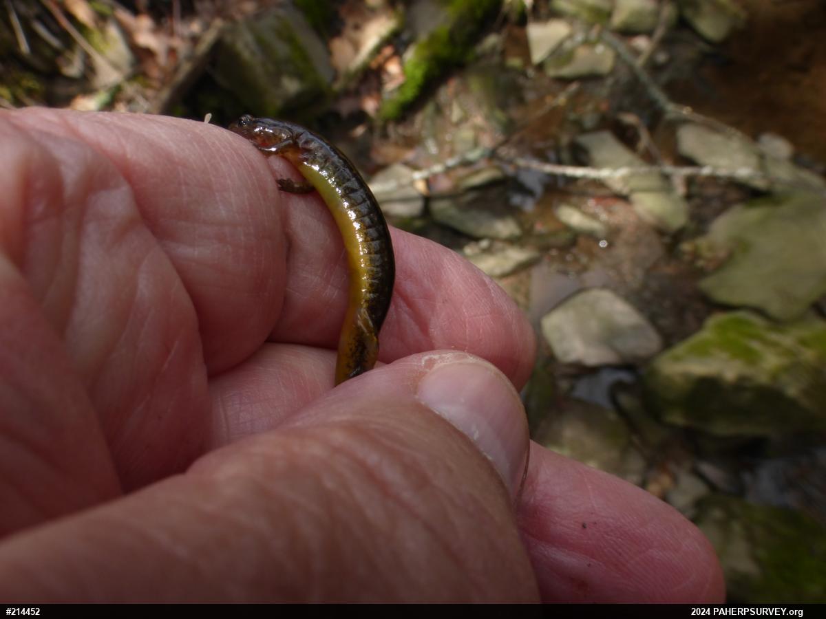 Northern Two-lined Salamander
