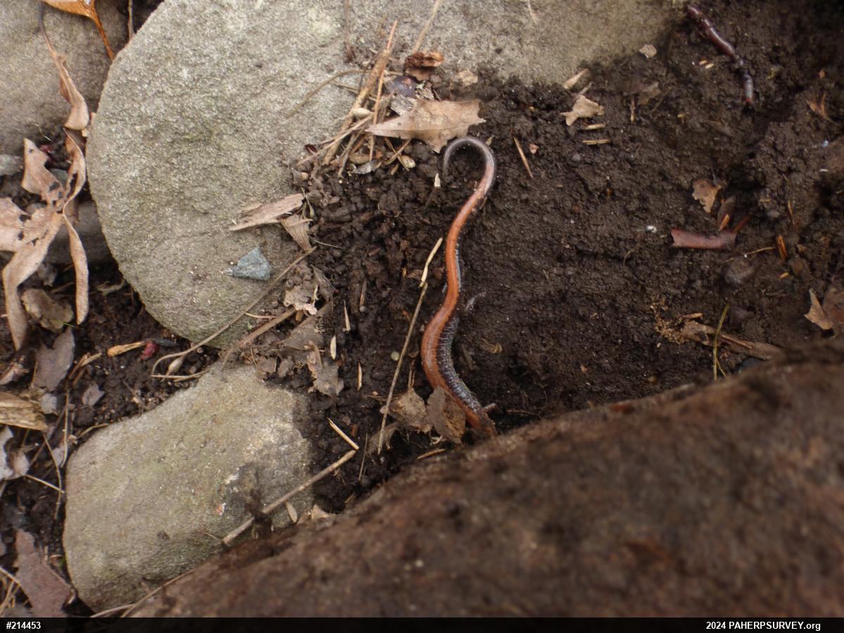 Eastern Red-backed  Salamander