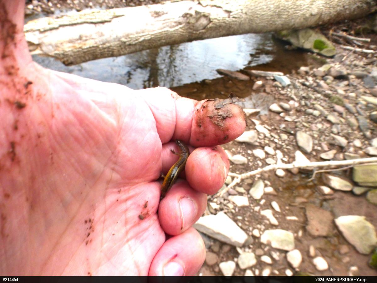 Northern Two-lined Salamander