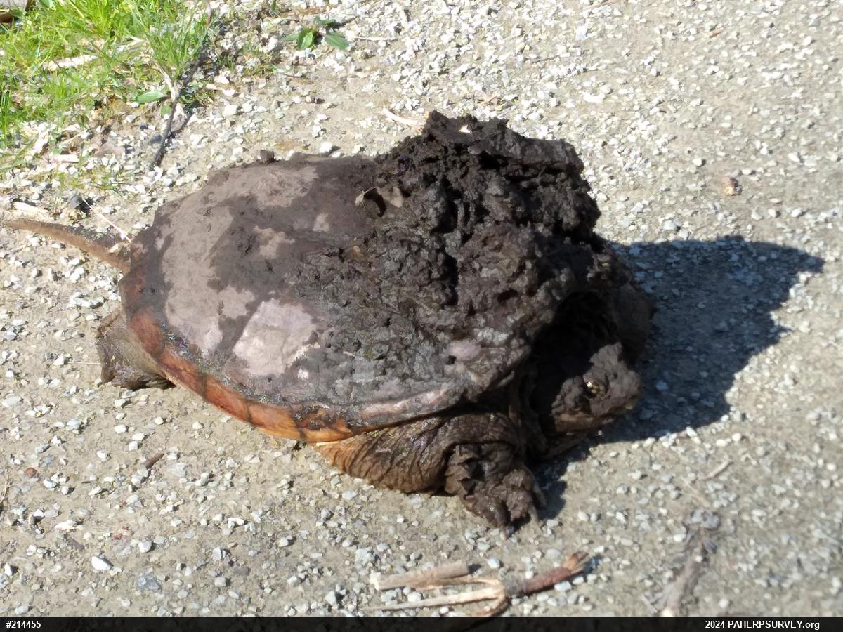 Snapping Turtle