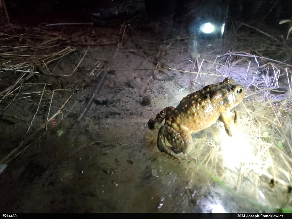 Eastern American Toad