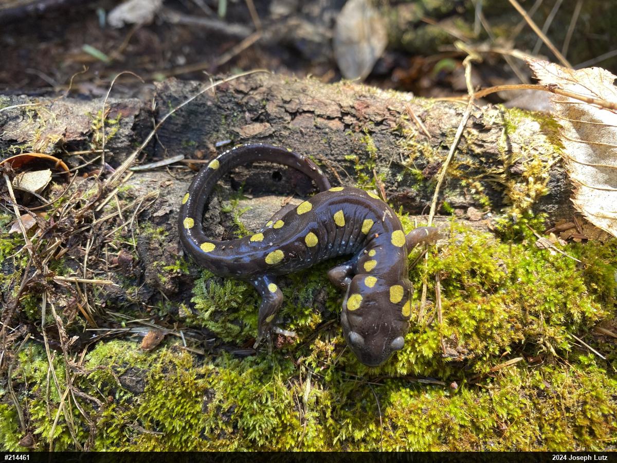 Spotted Salamander