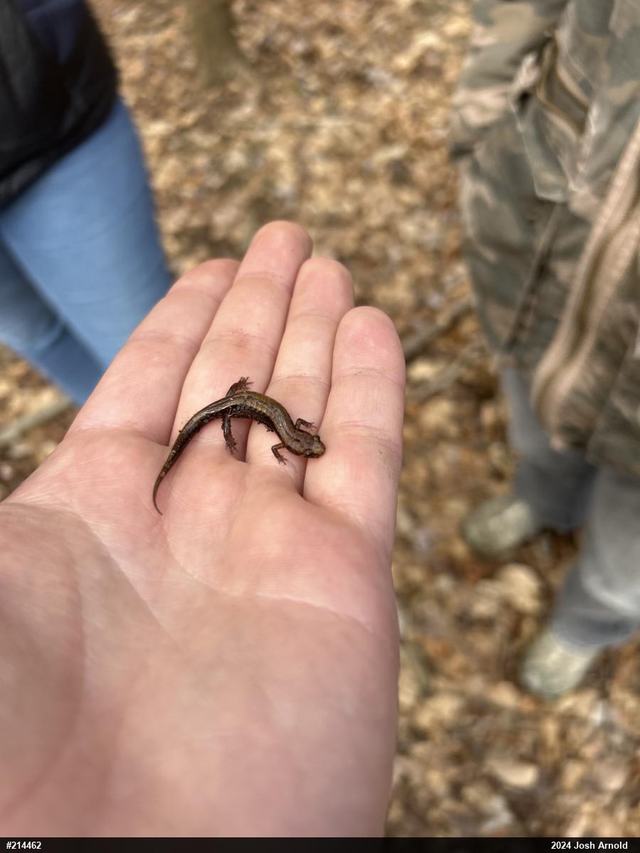 Allegheny Mountain Dusky Salamander