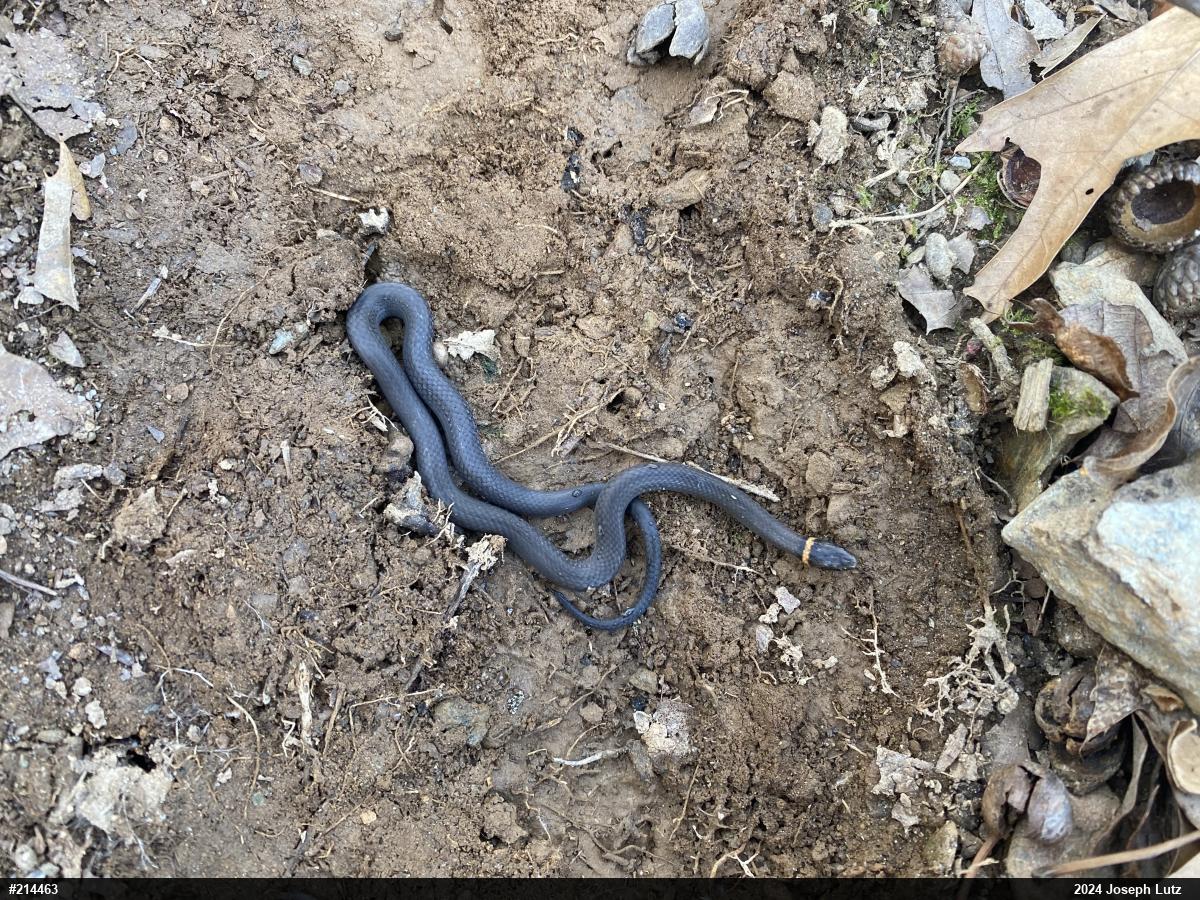 Northern Ring-necked Snake