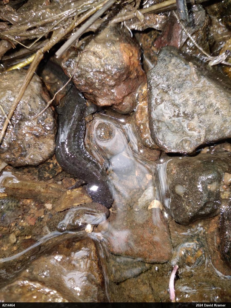 Northern Dusky Salamander