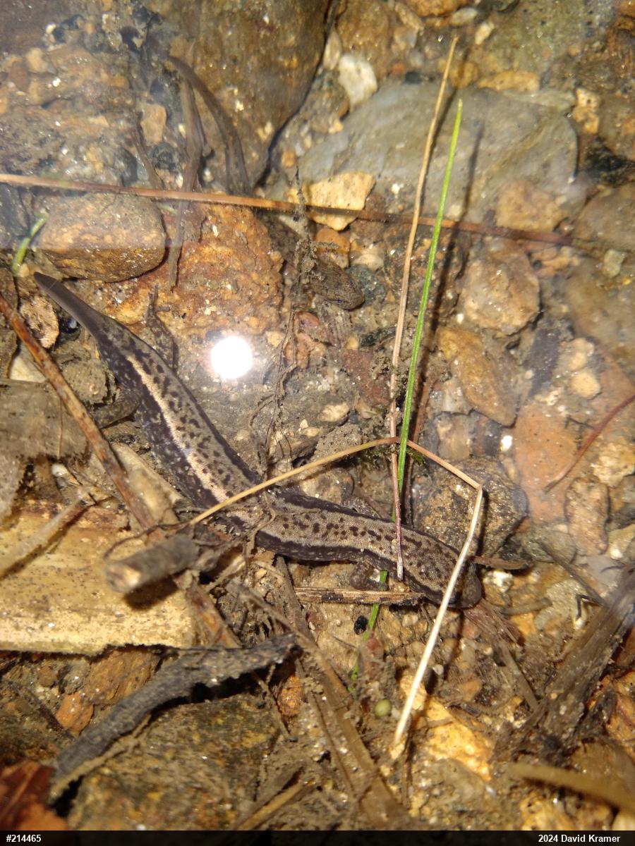 Northern Two-lined Salamander