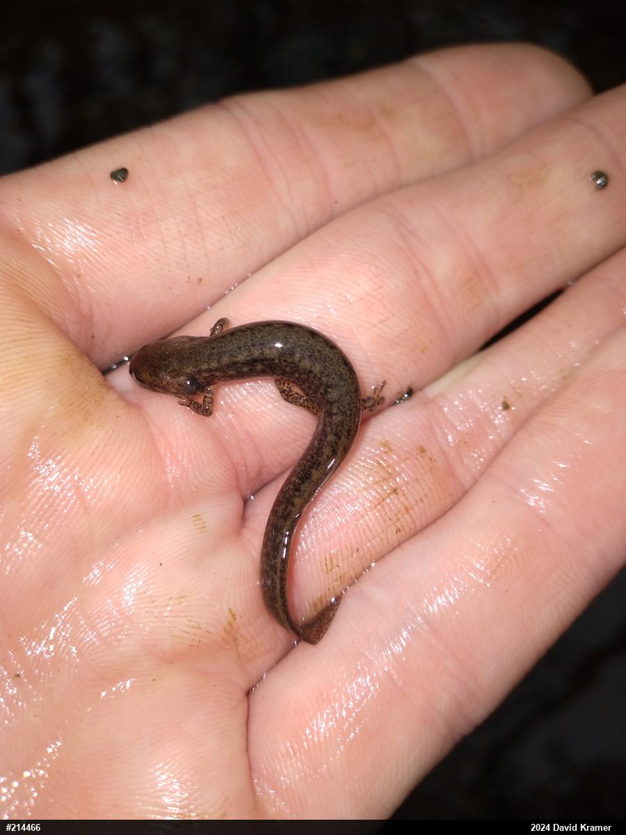 Northern Two-lined Salamander