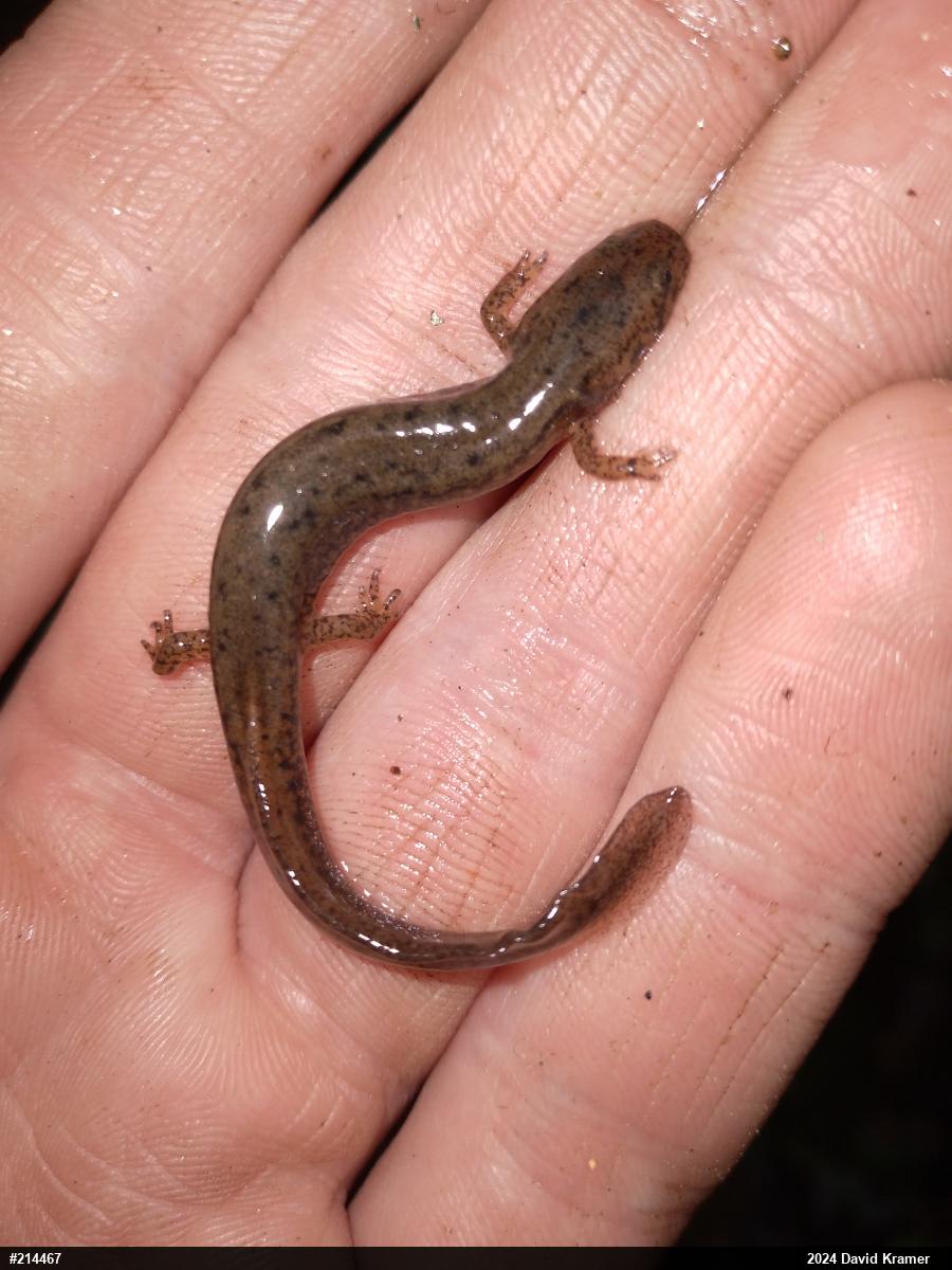 Northern Two-lined Salamander