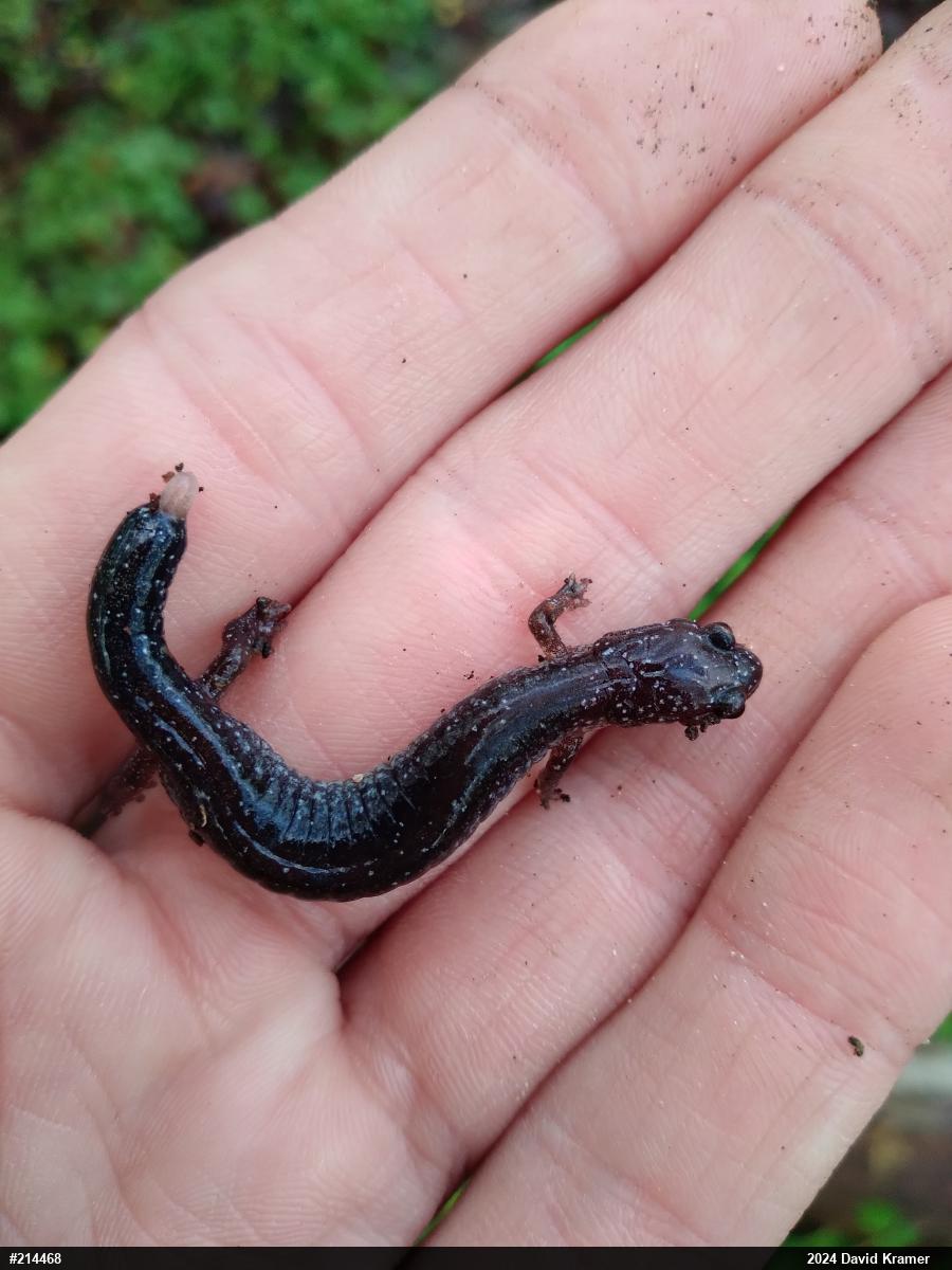 Eastern Red-backed  Salamander