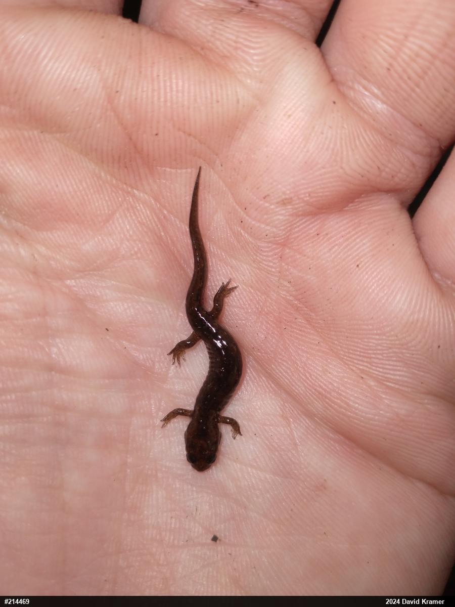 Northern Dusky Salamander