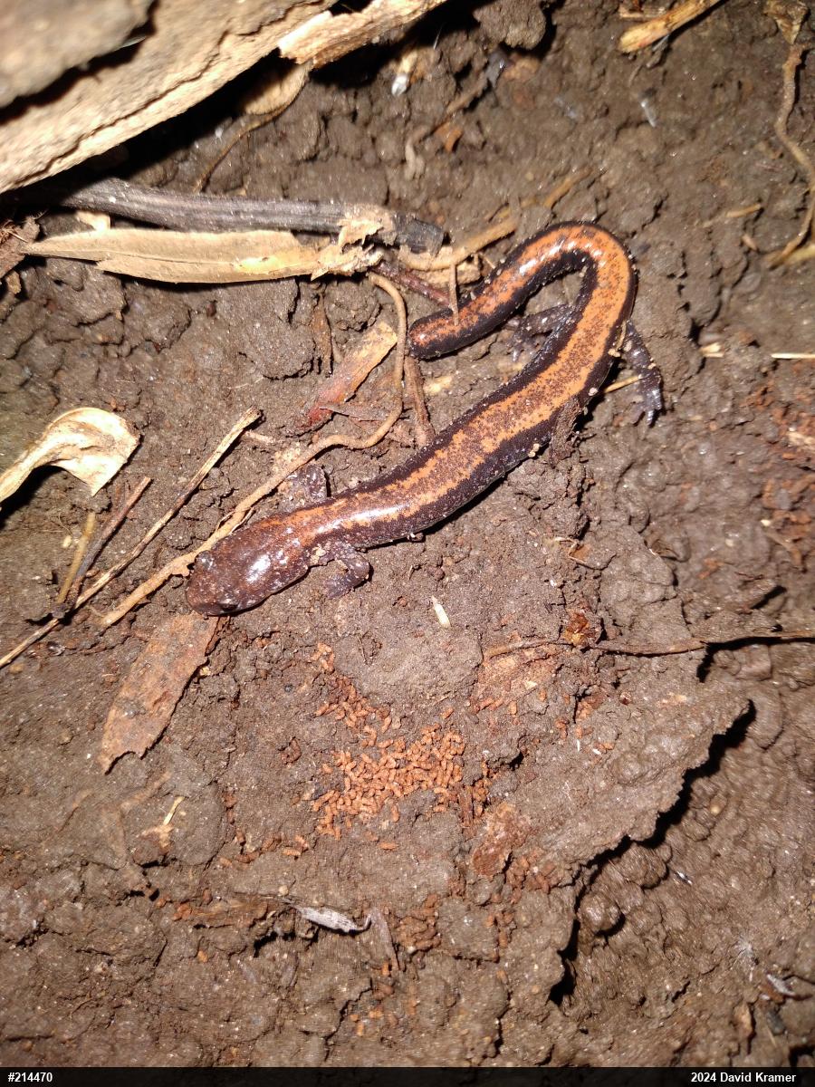 Eastern Red-backed  Salamander