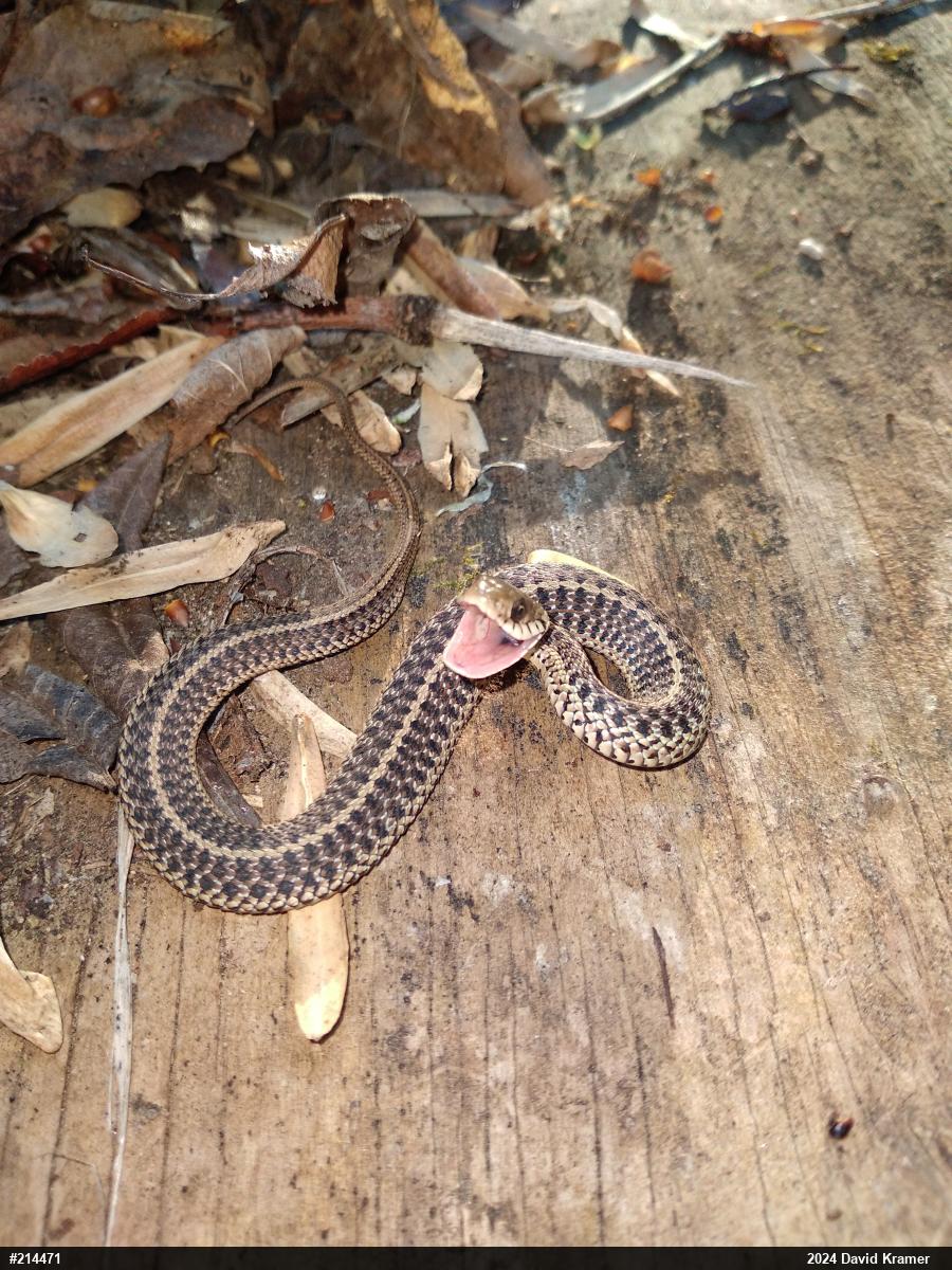 Eastern Gartersnake