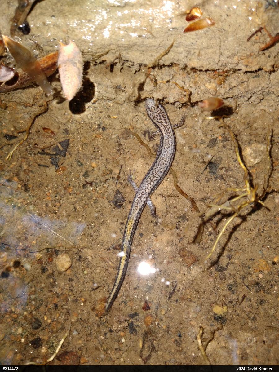 Northern Two-lined Salamander