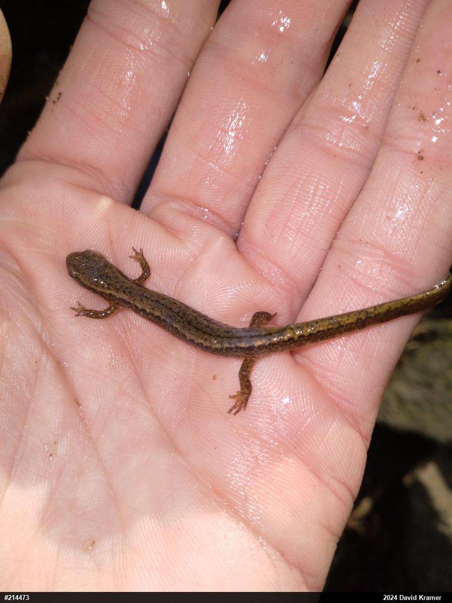 Northern Two-lined Salamander