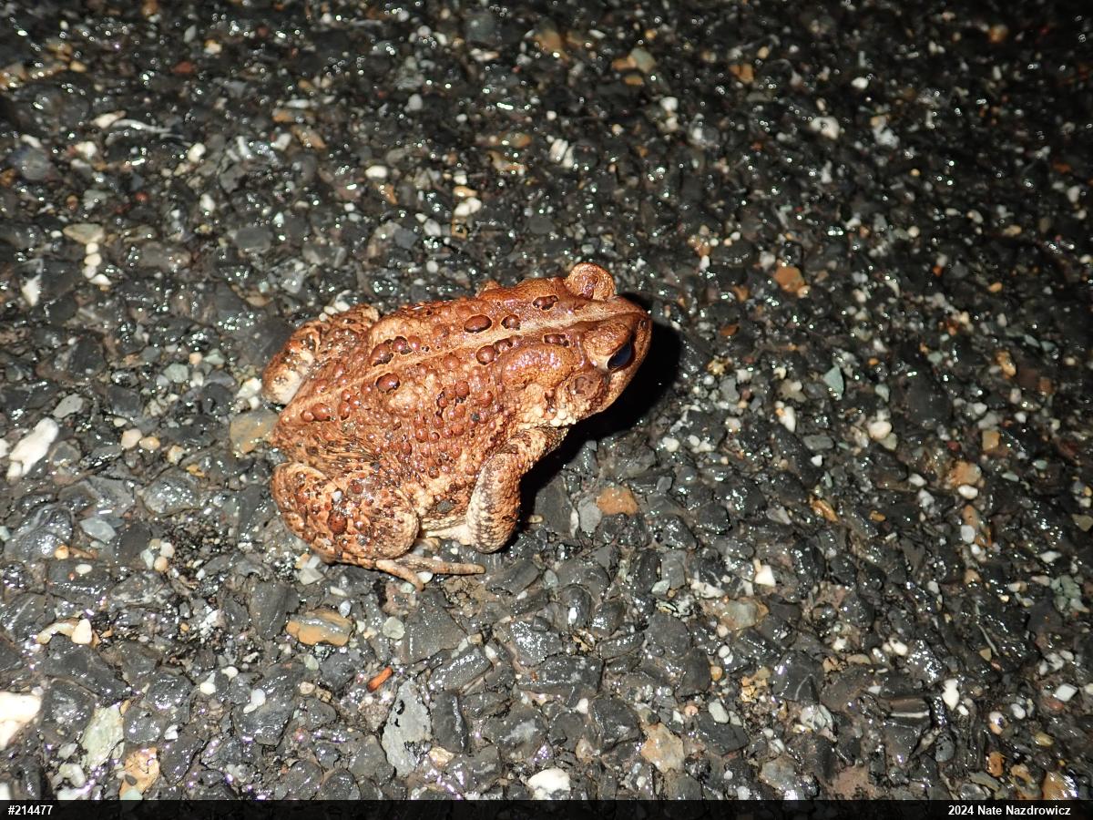 Eastern American Toad