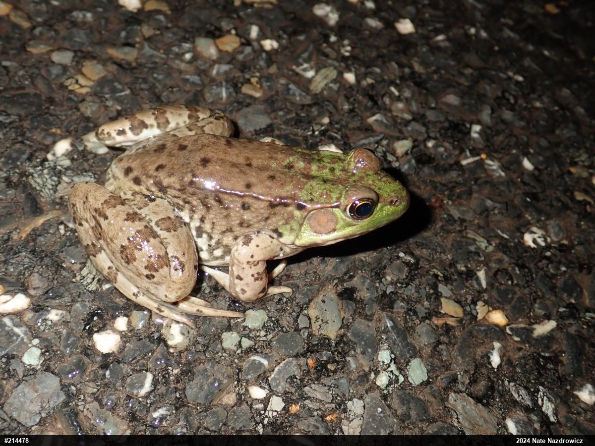 Green Frog