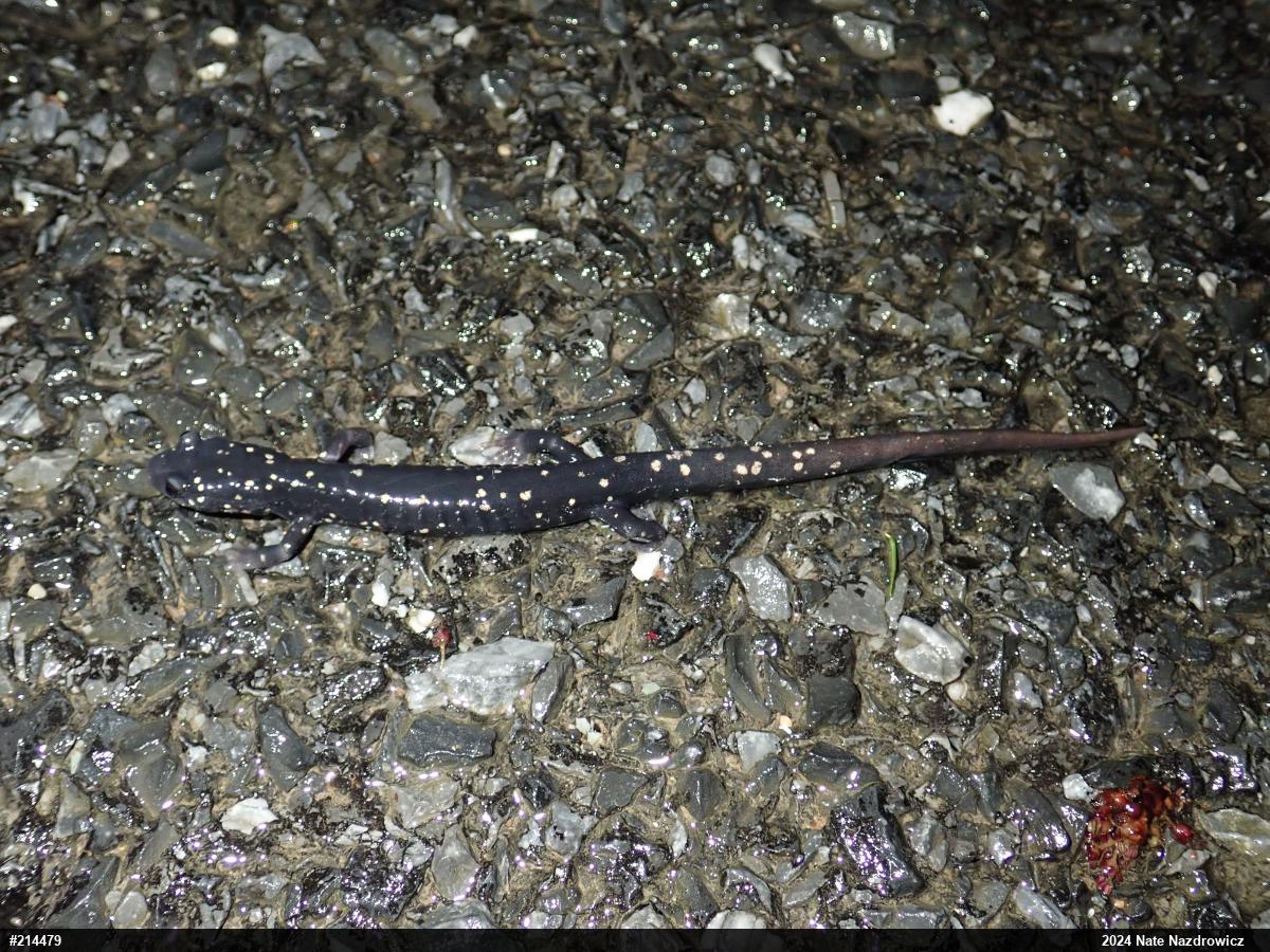 Northern Slimy Salamander