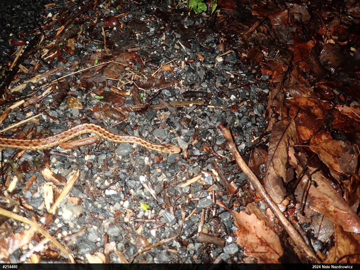 Eastern Gartersnake
