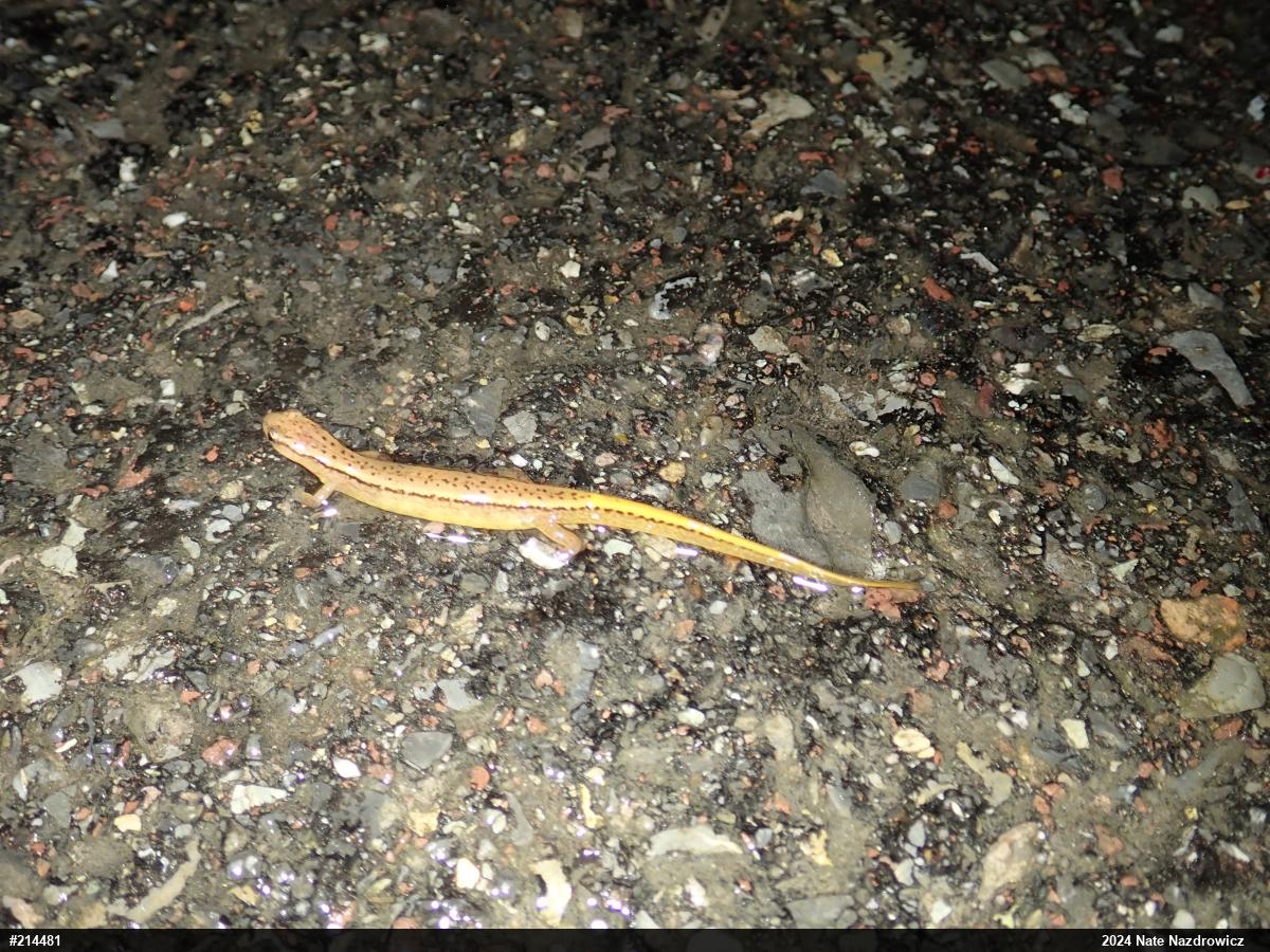 Northern Two-lined Salamander