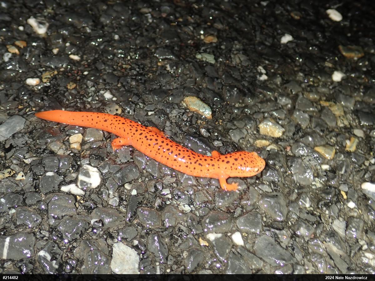 Northern Red Salamander