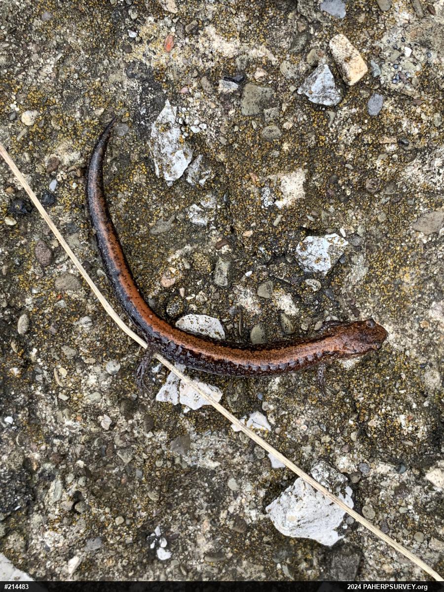 Eastern Red-backed  Salamander
