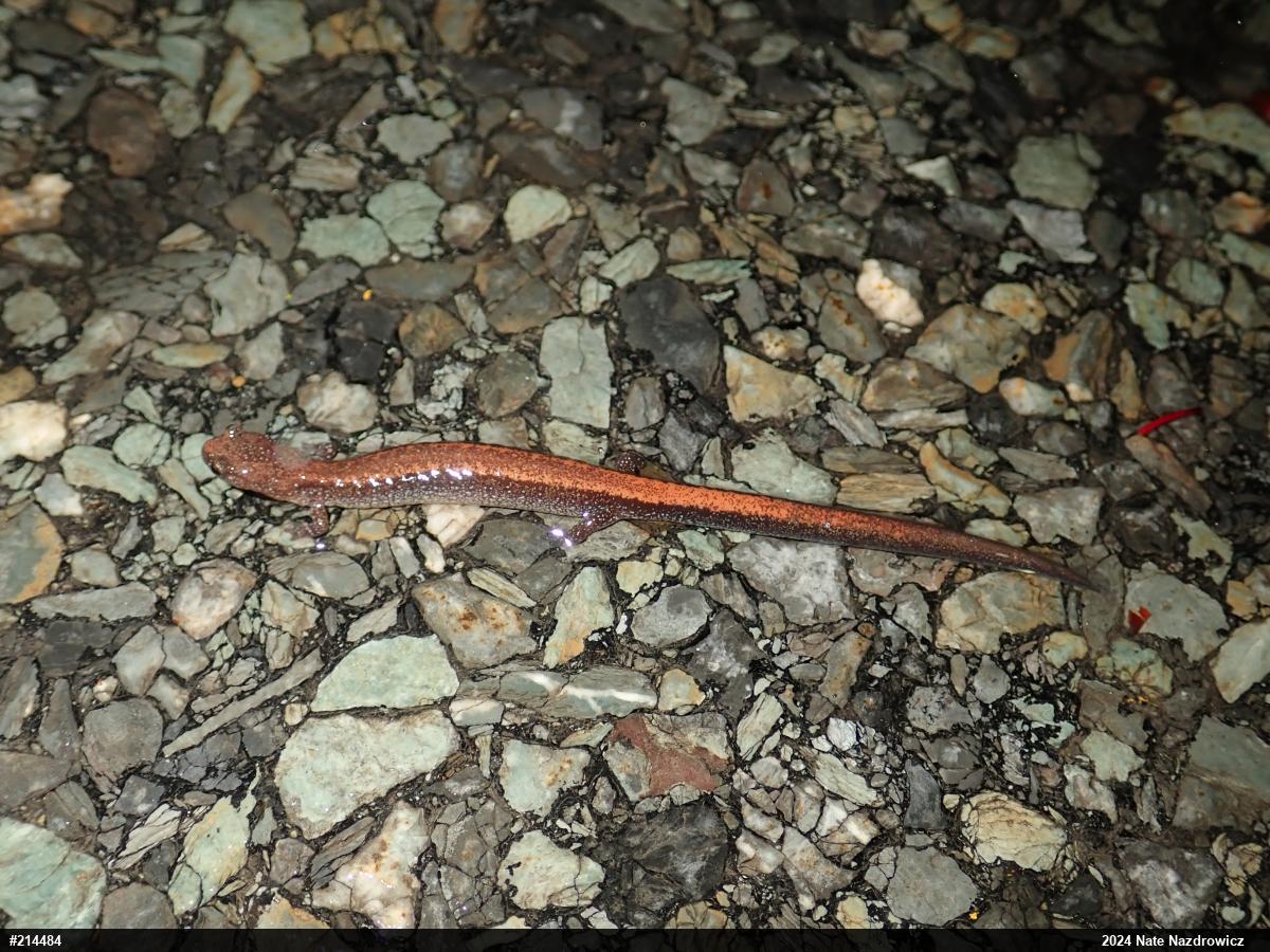 Eastern Red-backed  Salamander