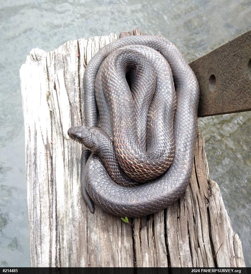 Eastern Ratsnake