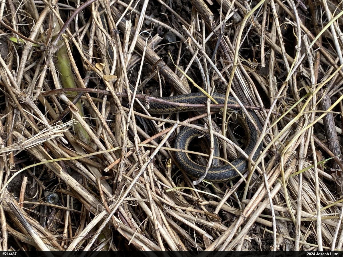 Eastern Gartersnake