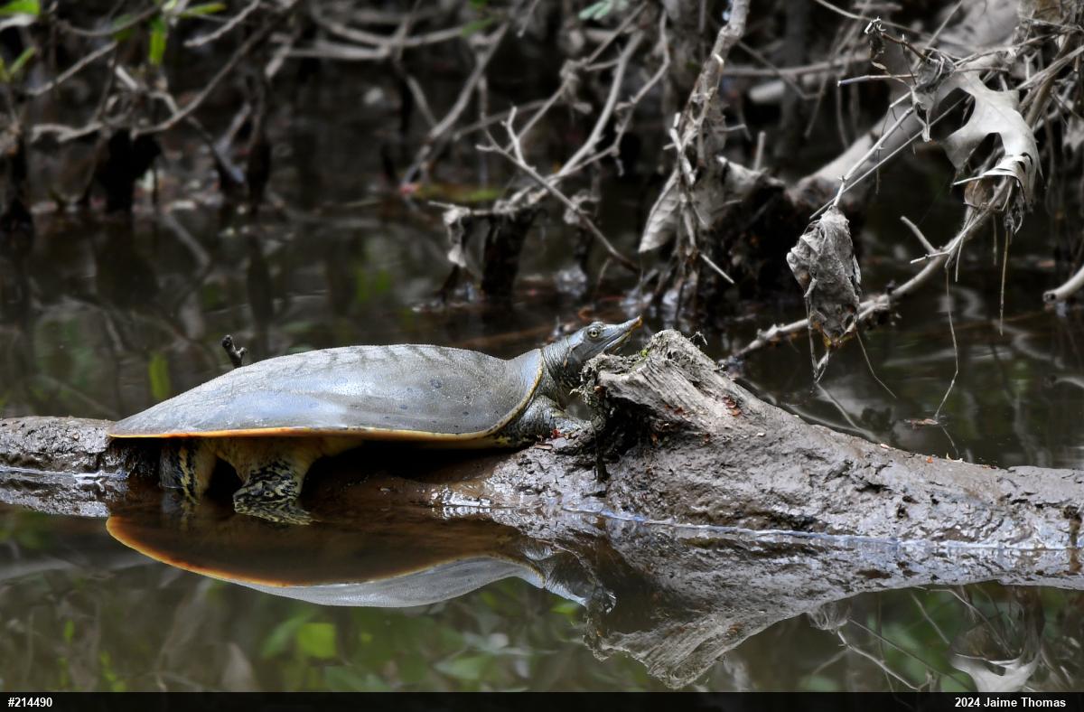 Eastern Spiny Softshell