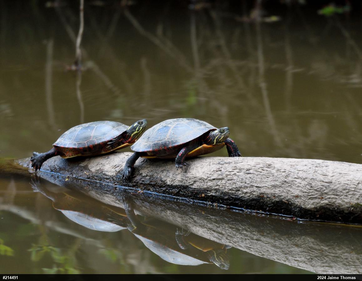 Midland Painted Turtle