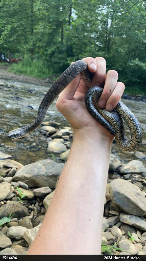 Northern Watersnake