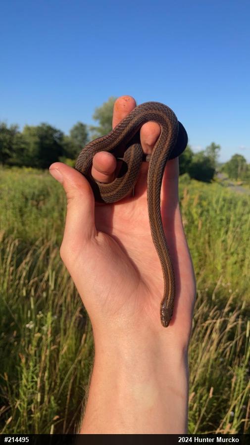 Shorthead Gartersnake