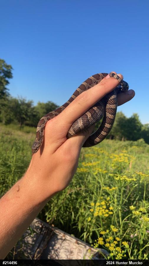 Eastern Milksnake