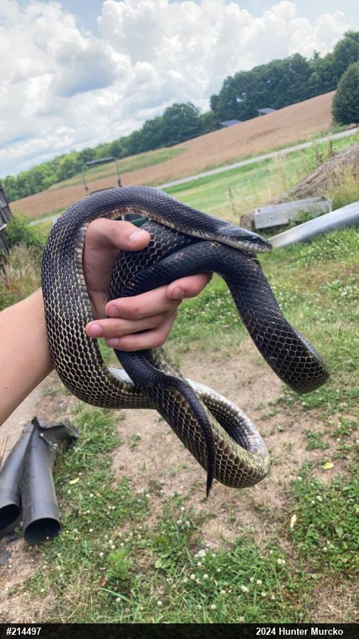 Eastern Ratsnake