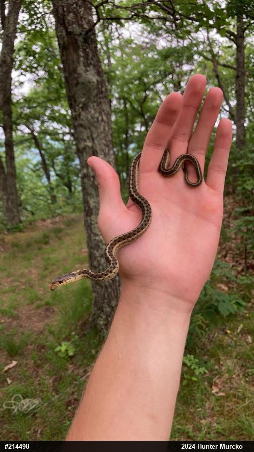 Eastern Gartersnake