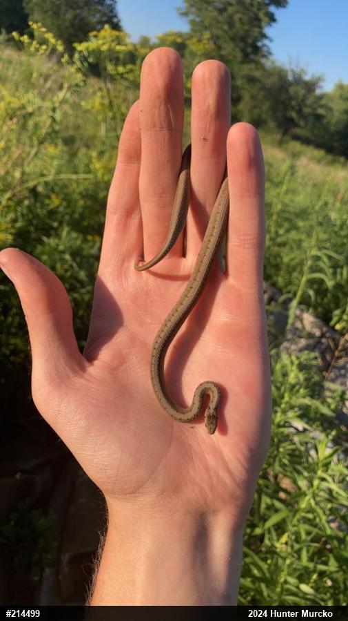 Dekay's Brownsnake