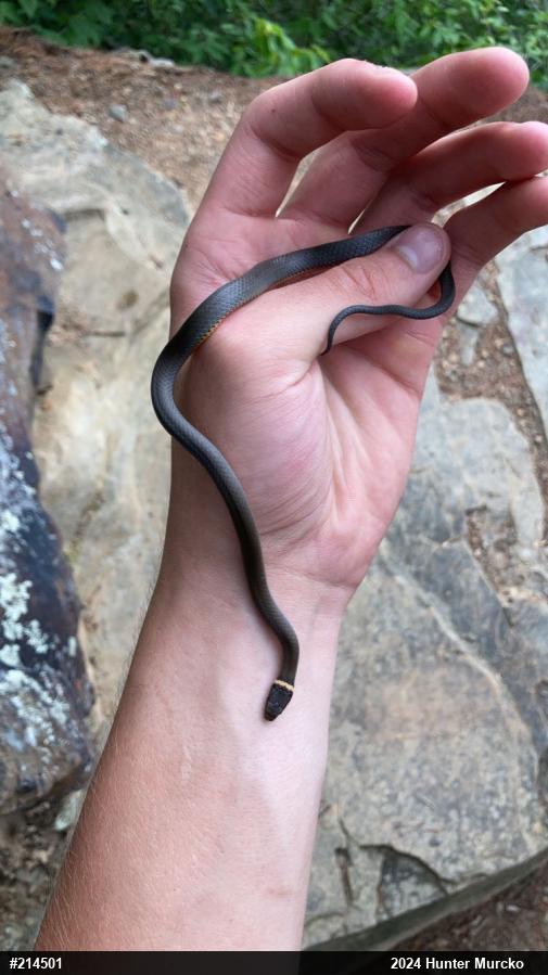 Northern Ring-necked Snake