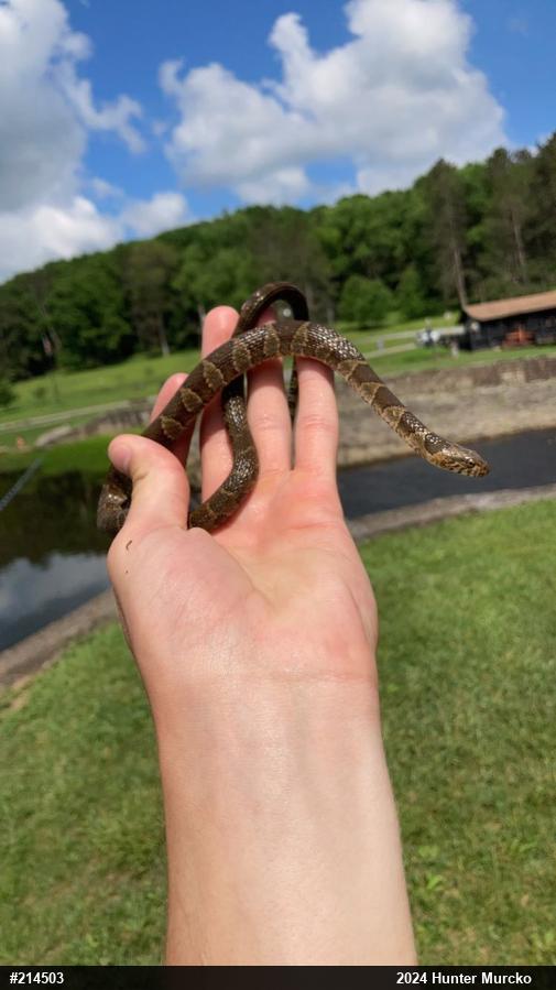 Northern Watersnake