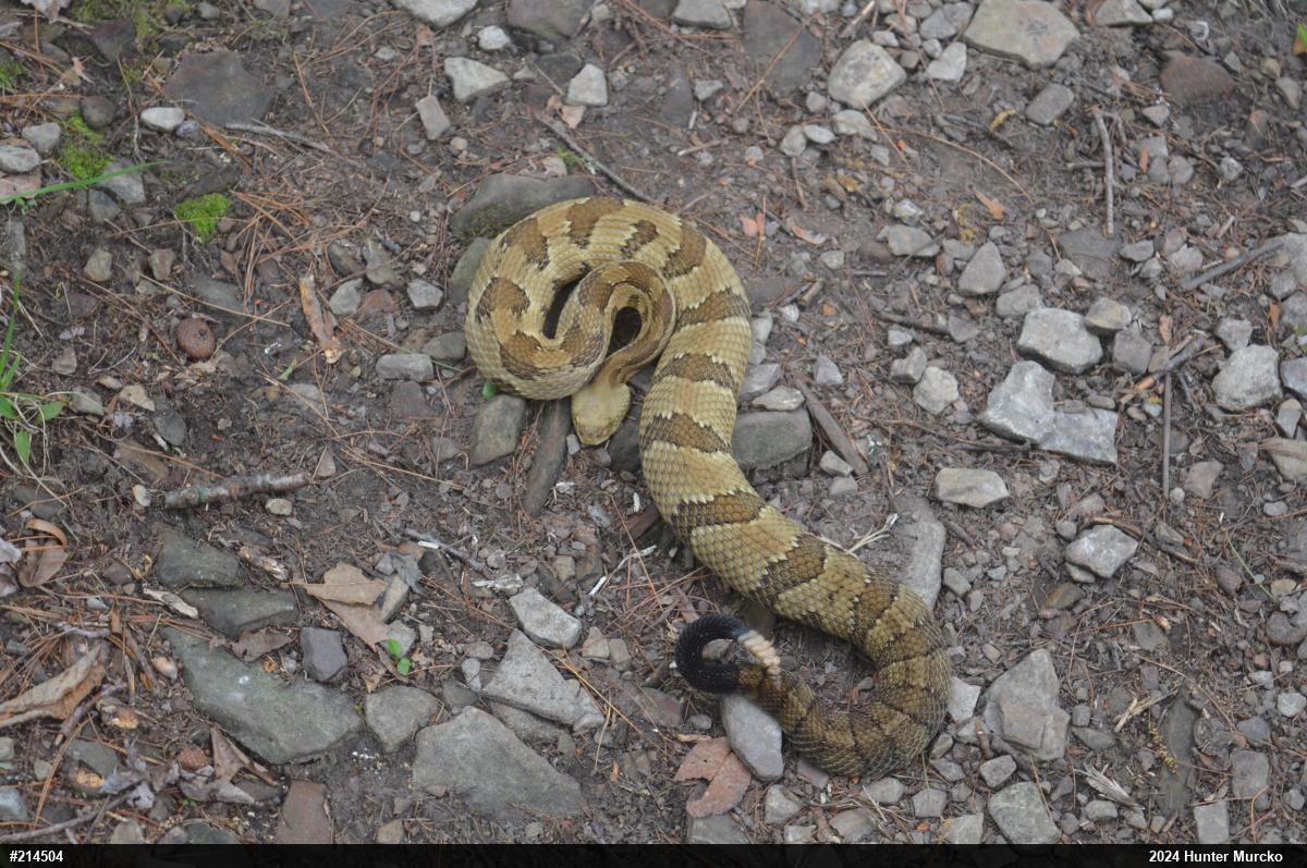 Timber Rattlesnake