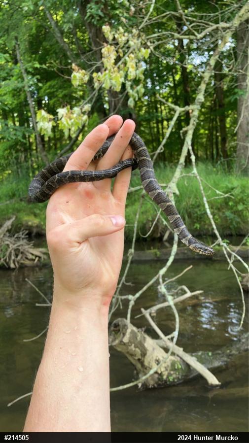 Northern Watersnake
