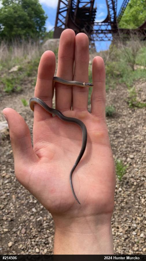 Northern Ring-necked Snake