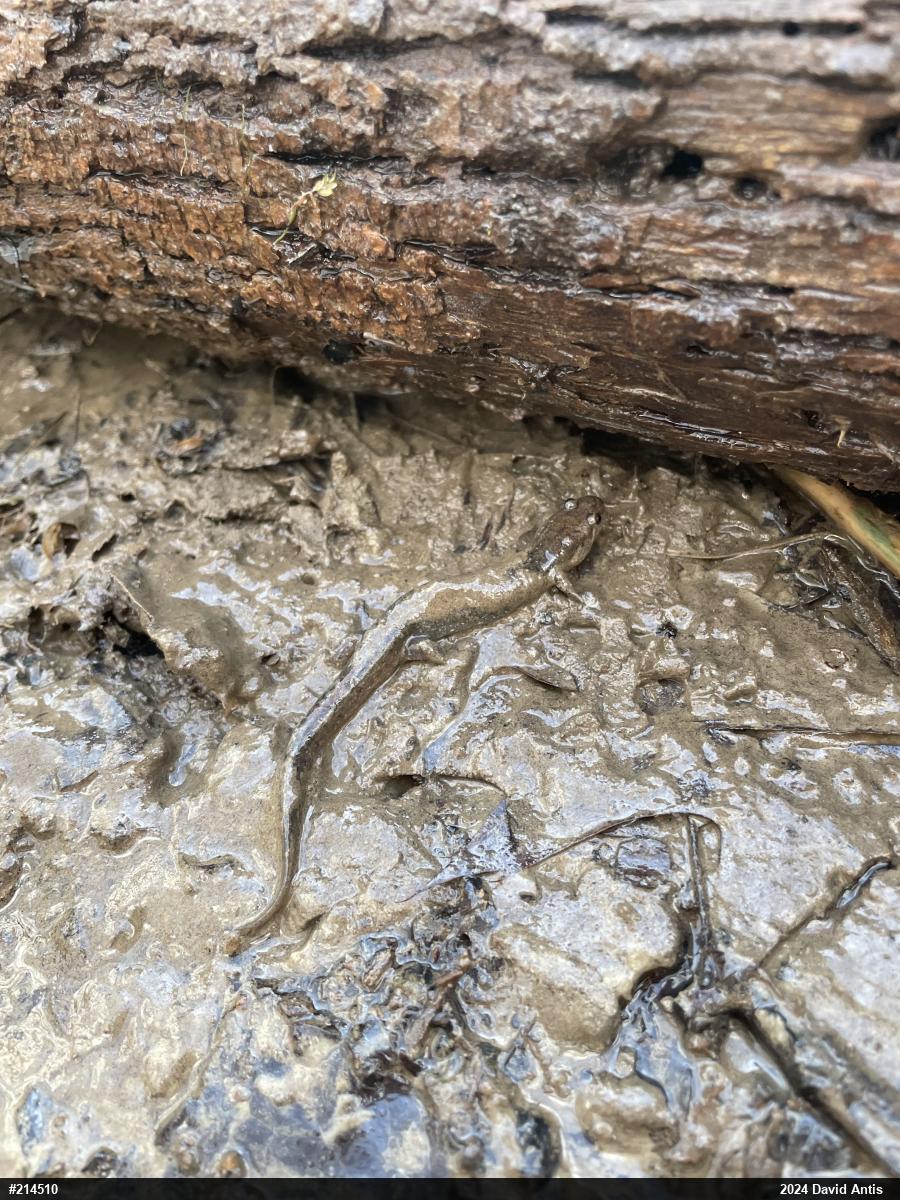 Northern Dusky Salamander