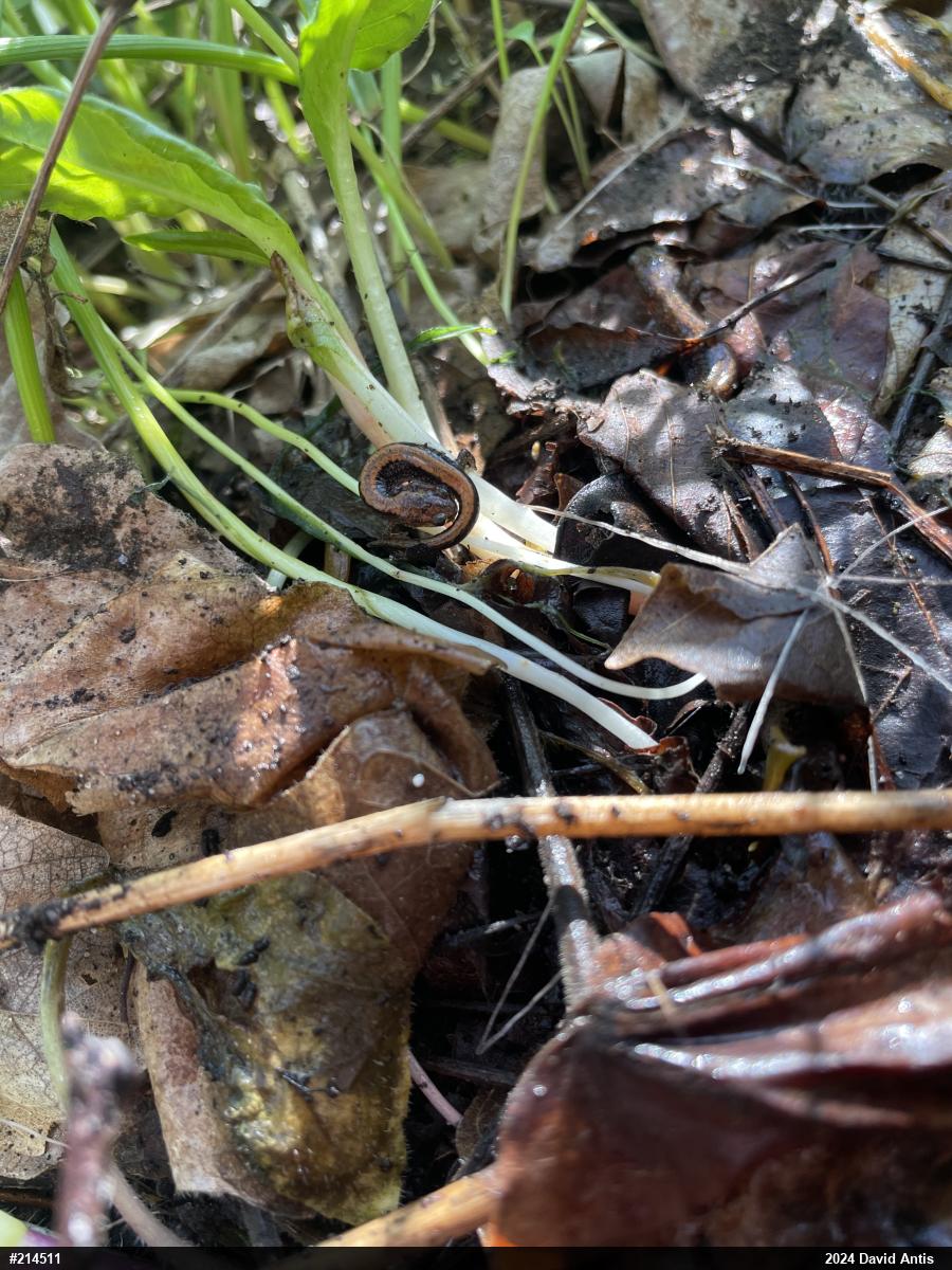 Eastern Red-backed  Salamander