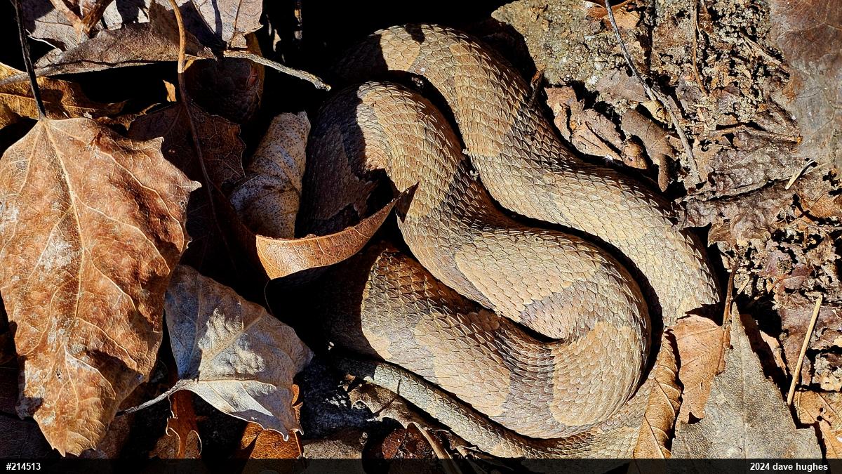 Northern Copperhead