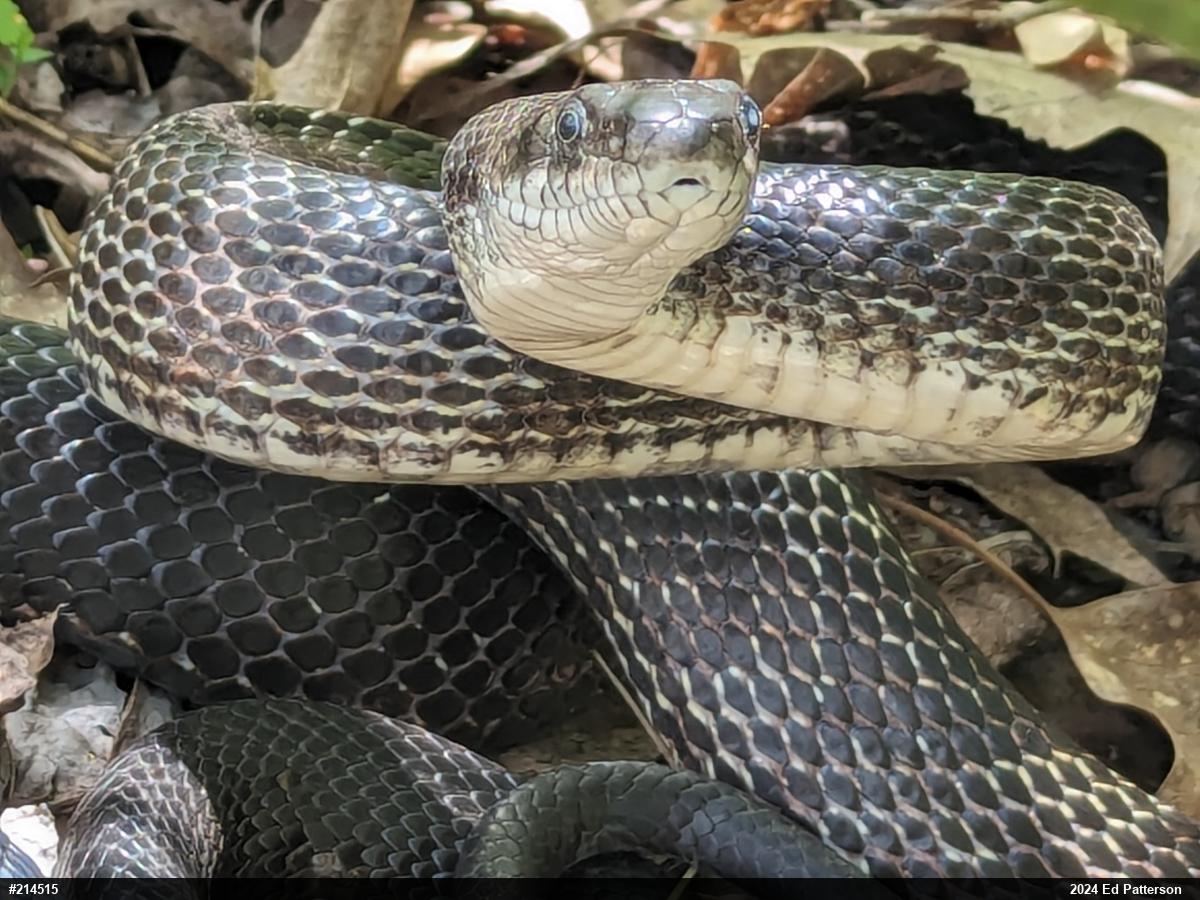 Eastern Ratsnake